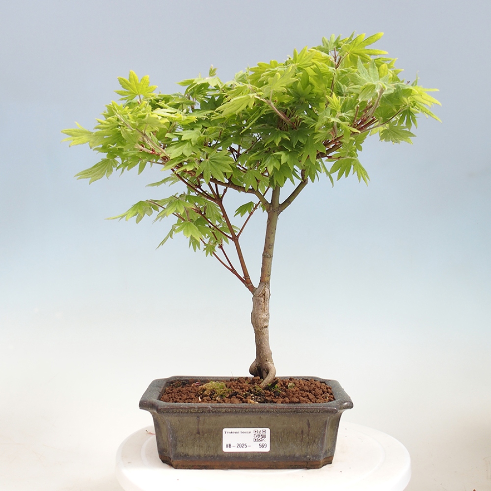 Venkovní bonsai - Javor palmatum katsura GISAN - Javor dlanitolistý
