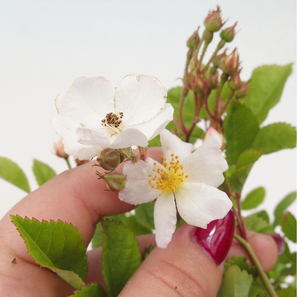 Venkovní bonsai - Rosa sp. - malokvětá růže