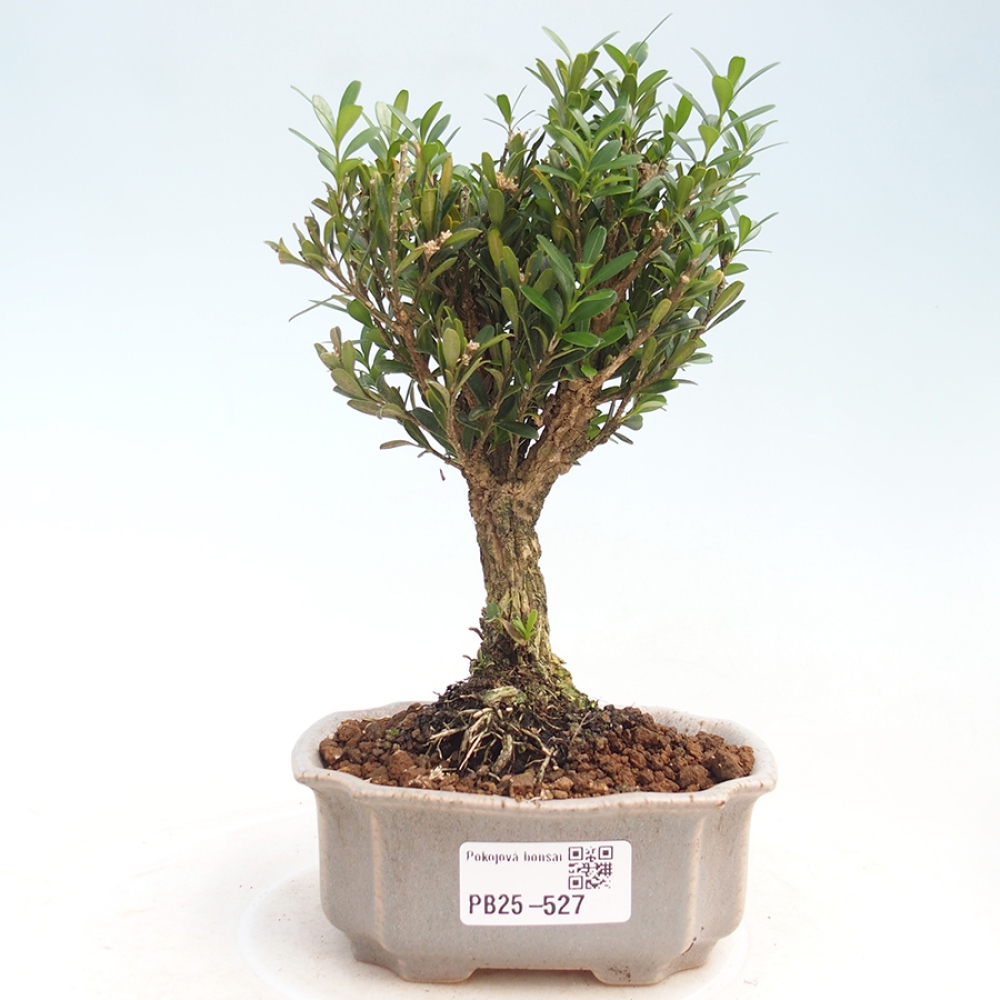 Pokojová bonsai - Buxus harlandii - korkový buxus