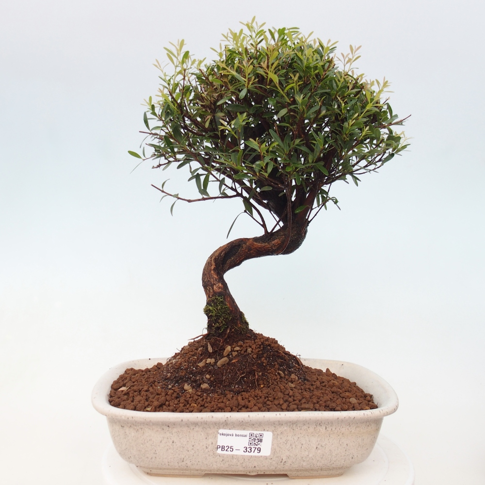 Pokojová bonsai - Syzygium - Pimentovník