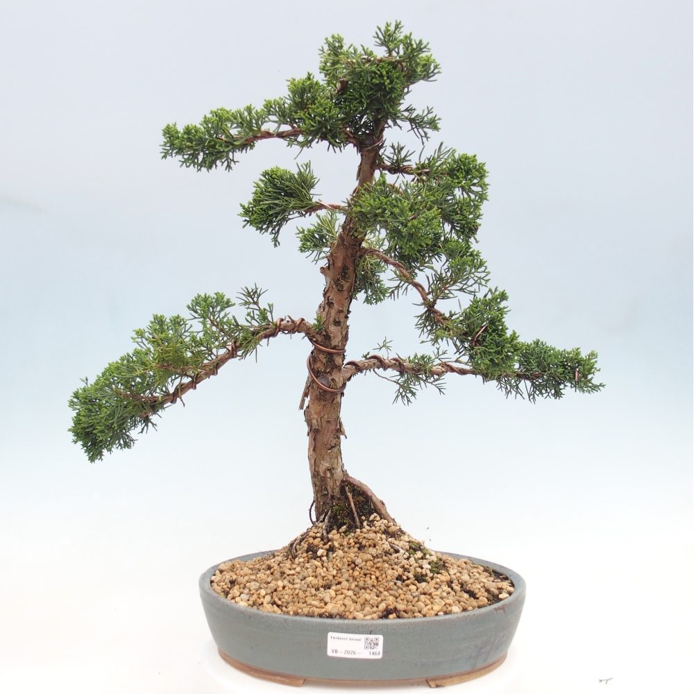 Venkovní bonsai - Juniperus chinensis Kishu -Jalovec čínský