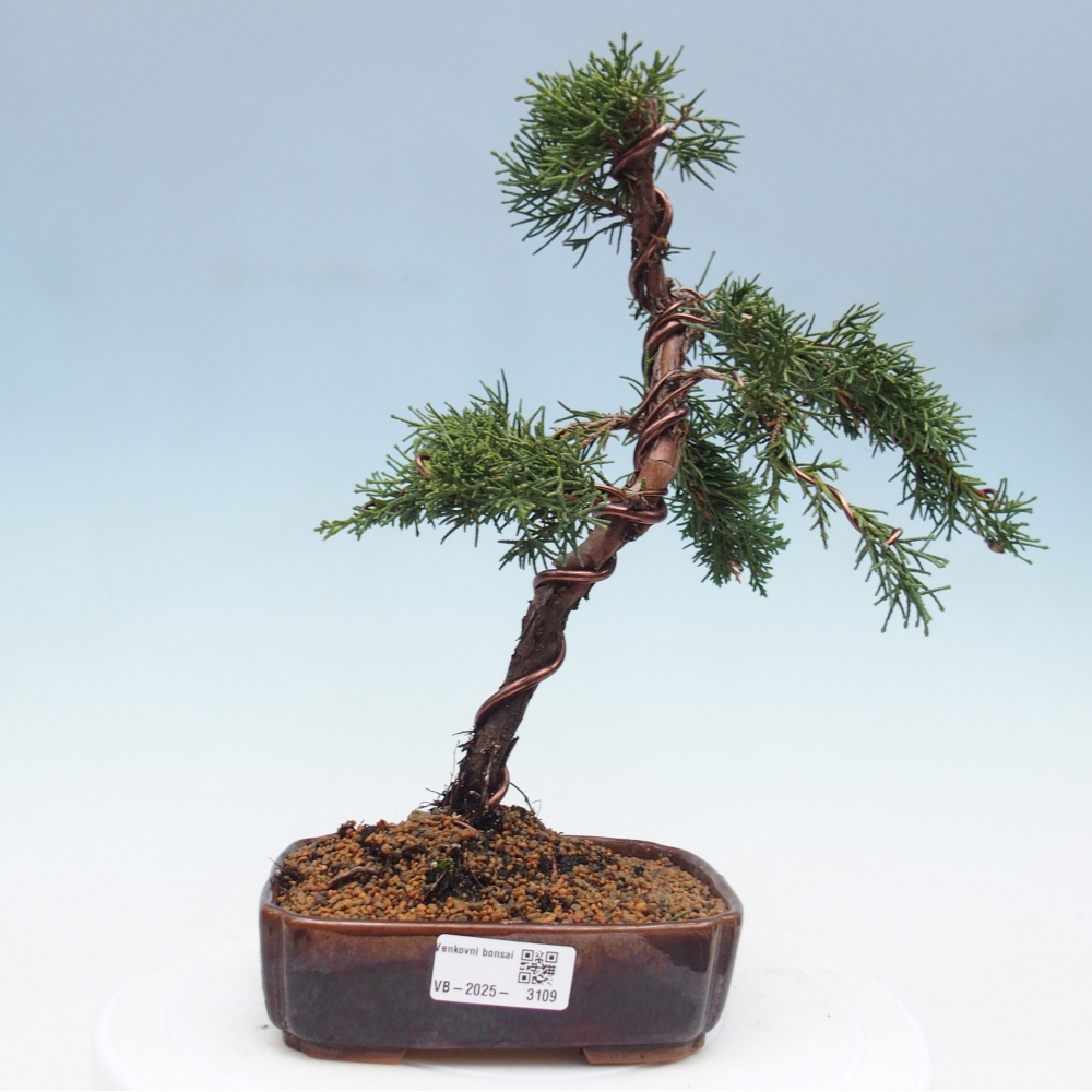 Venkovní bonsai - Juniperus chinensis Kishu -Jalovec čínský