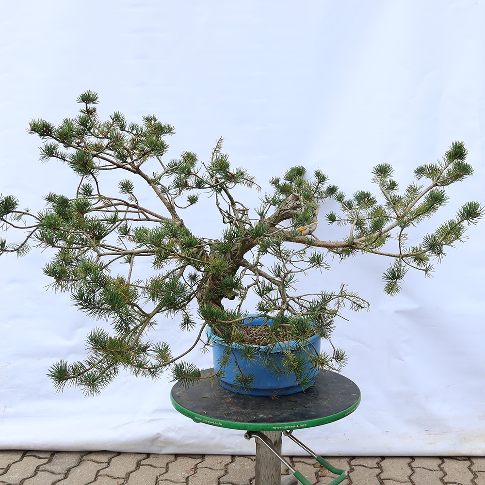 Pinus sylvestris Španělsko - borovice lesní