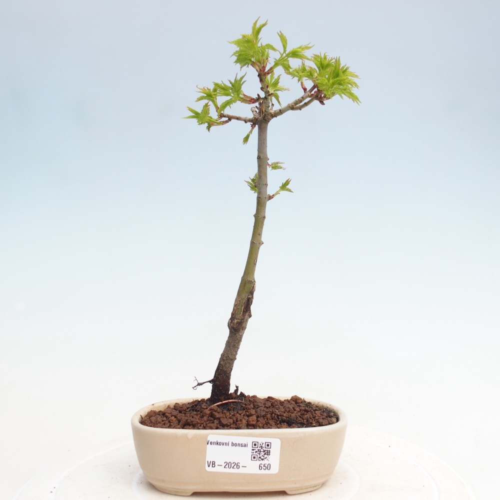 Venkovní bonsai - Acer palmatum SHISHIGASHIRA- Javor malolistý