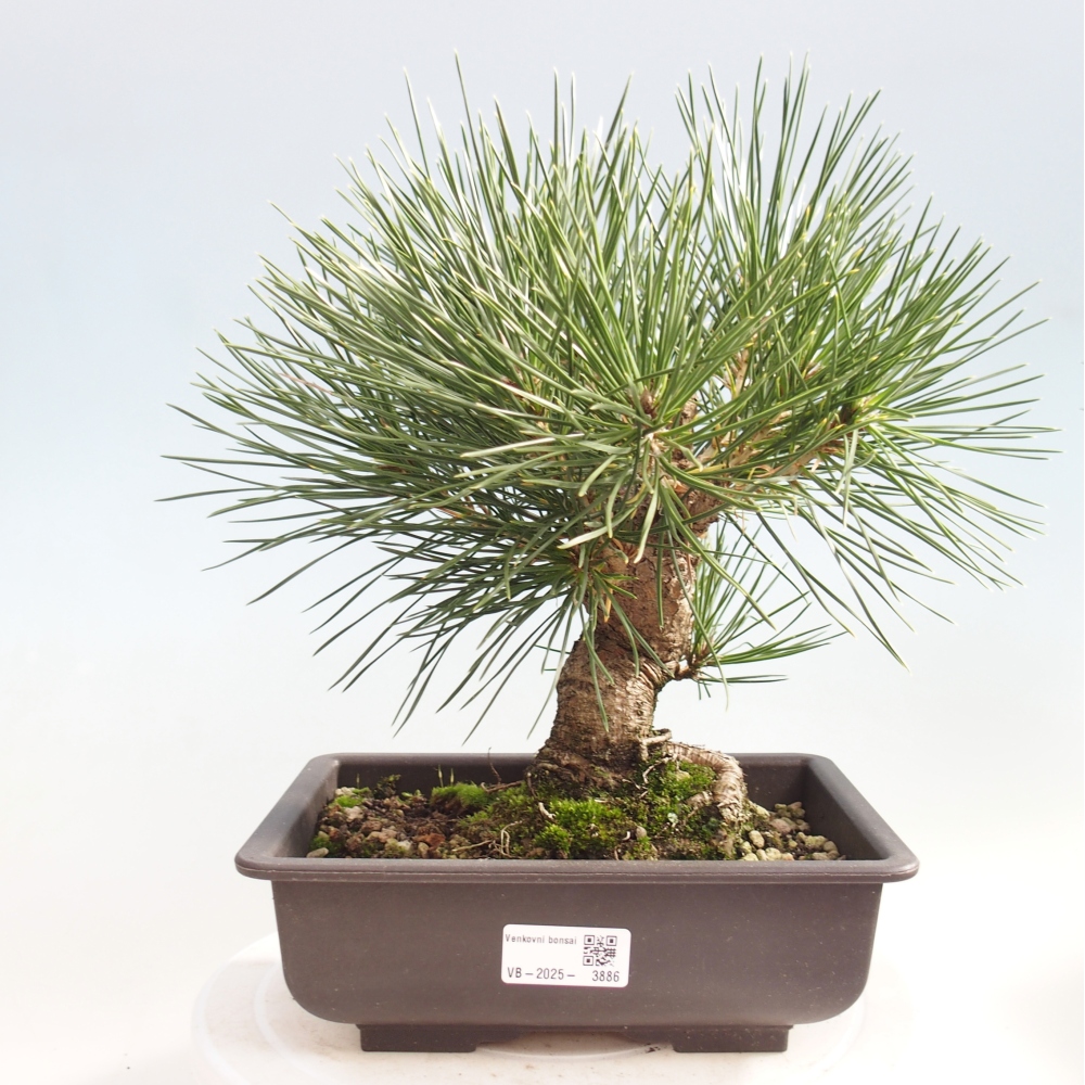 Venkovní bonsai - Pinus thunbergii - Borovice thunbergova