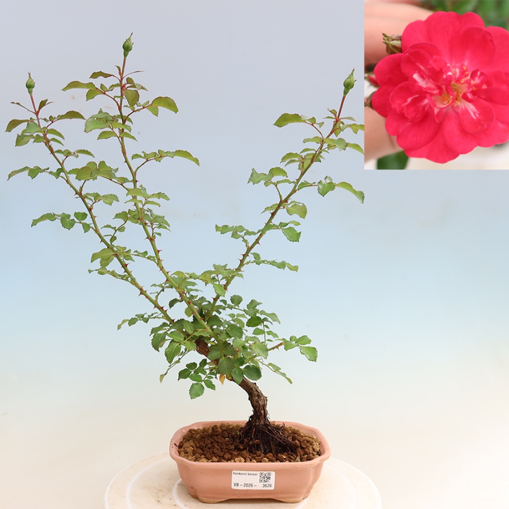 Venkovní bonsai - Rosa Kordes -  růže