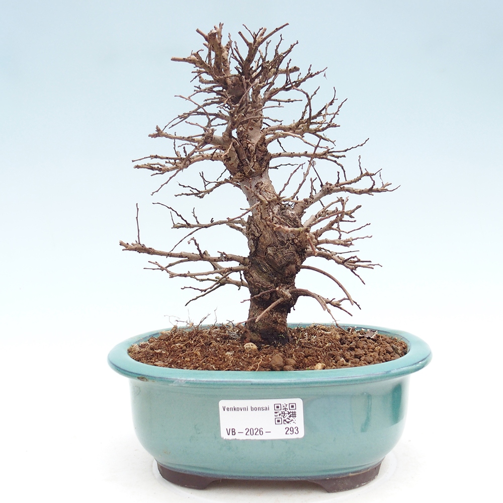 Venkovní bonsai - Zelkova - Zelkova NIRE