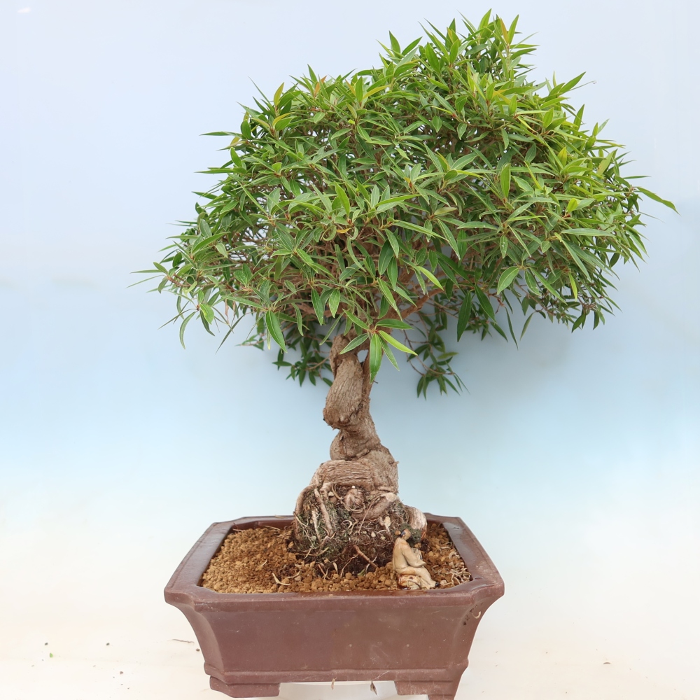 Pokojová bonsai - Ficus nerifolia -  malolistý fíkus