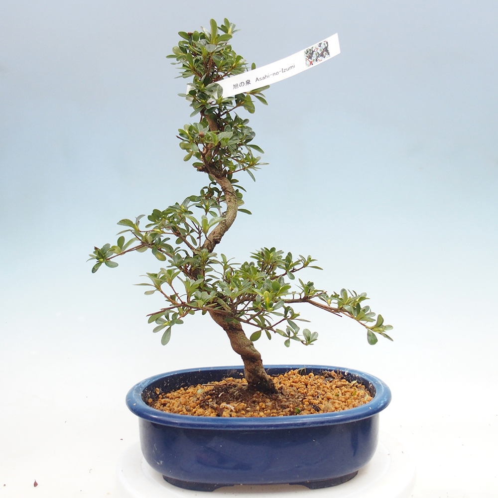 Venkovní bonsai - Japonská azalka - Azalea Asahi-no-izumi
