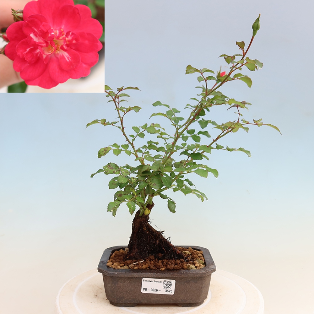 Venkovní bonsai - Rosa Kordes -  růže