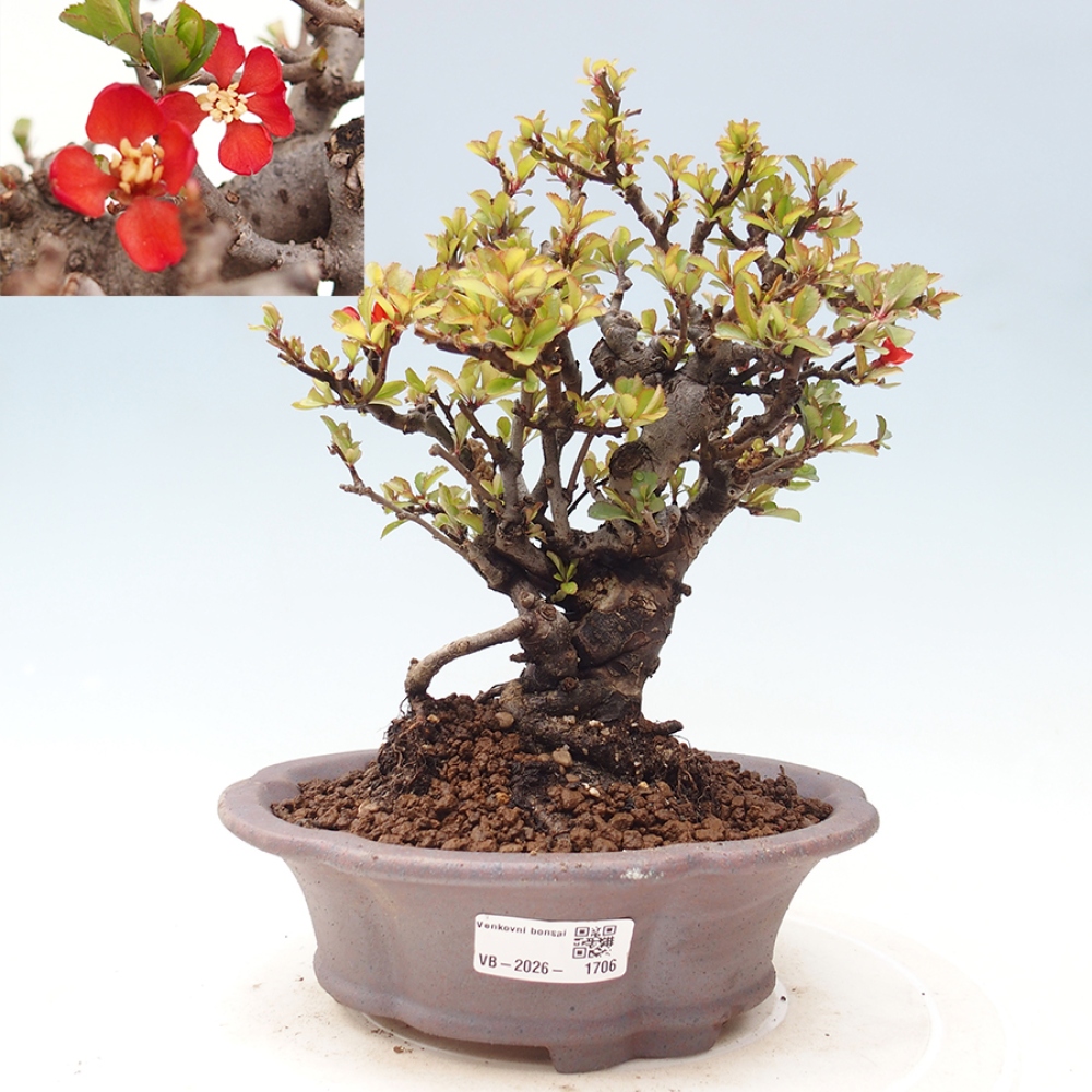 Venkovní  bonsai -  Chaneomeles speciosa - Kdoulovec ozdobný