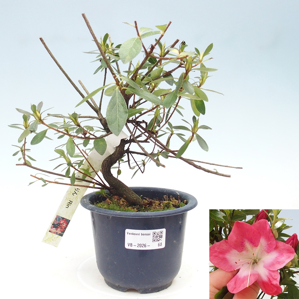 Venkovní bonsai - Japonská azalka - Azalea Rin