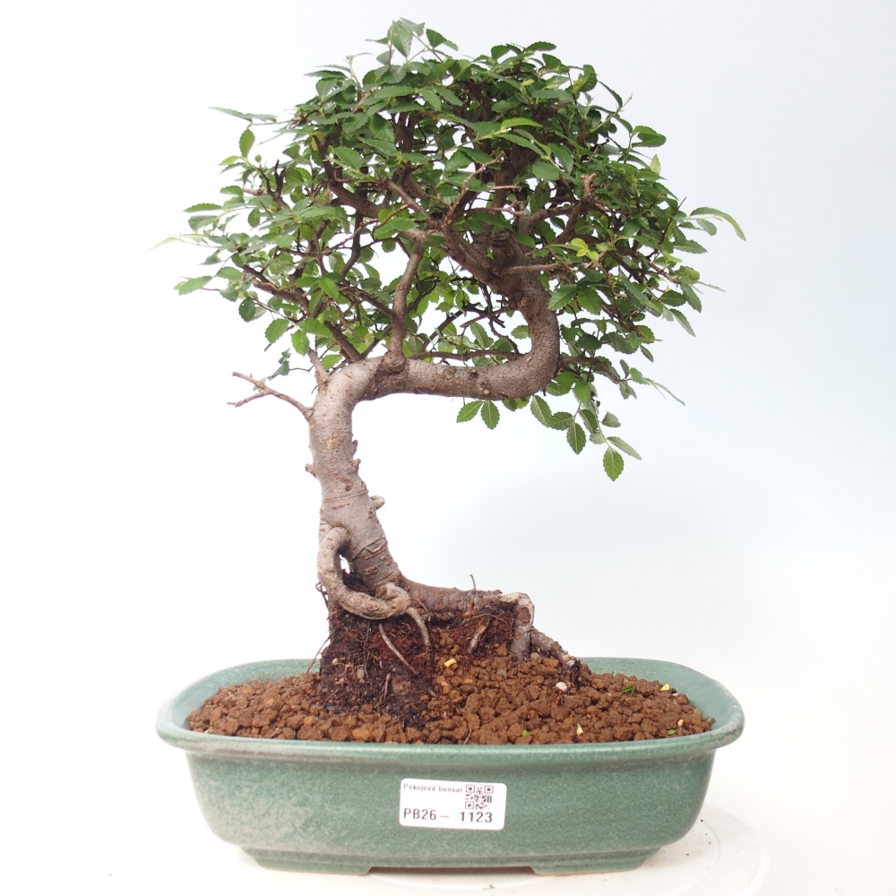 Pokojová bonsai - Ulmus parvifolia - Malolistý jilm