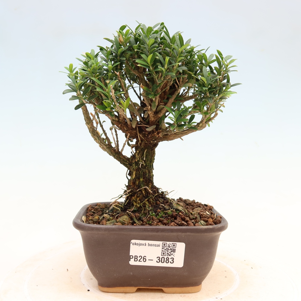 Pokojová bonsai - Buxus harlandii -korkový buxus