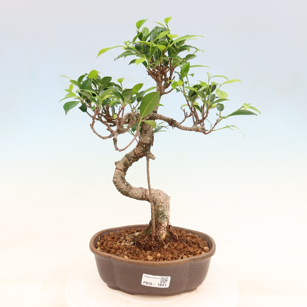 Pokojová bonsai - Ficus retusa -  malolistý fíkus