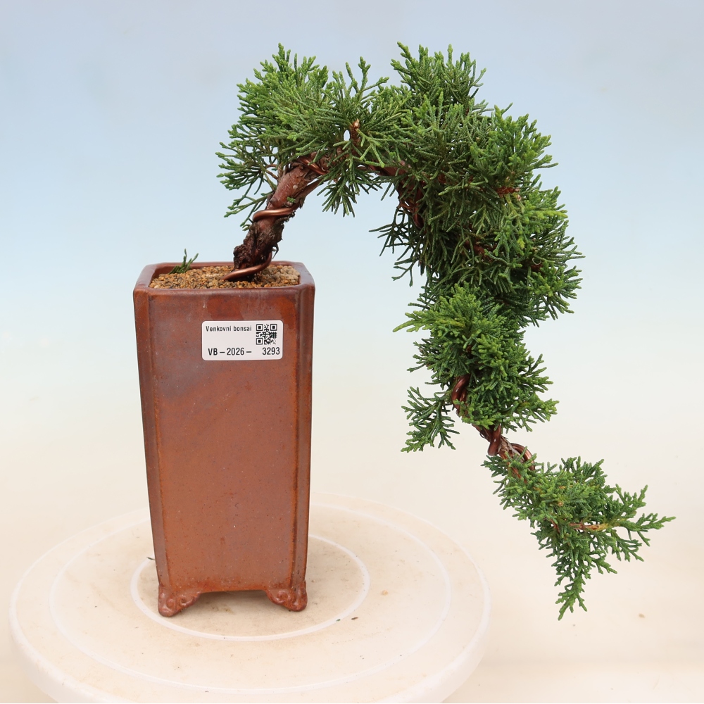 Venkovní bonsai - Juniperus chinensis Kishu -Jalovec čínský