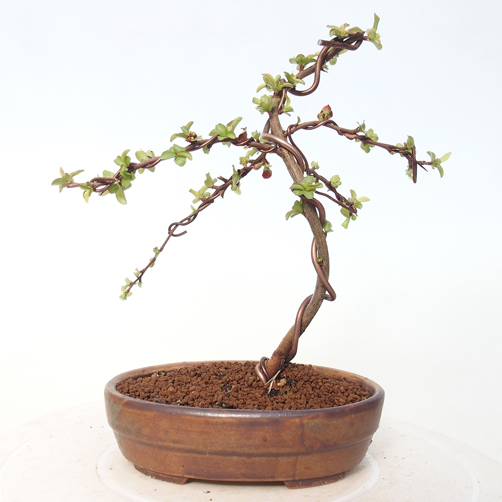 Venkovní bonsai - Chaneomeles s. Red Joy - Kdoulovec 