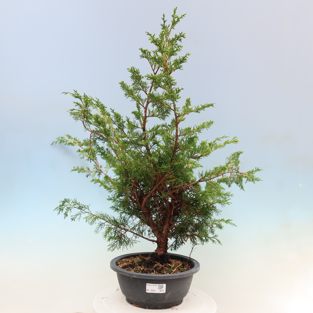 Venkovní bonsai - Juniperus chinensis Itoigawa -Jalovec čínský