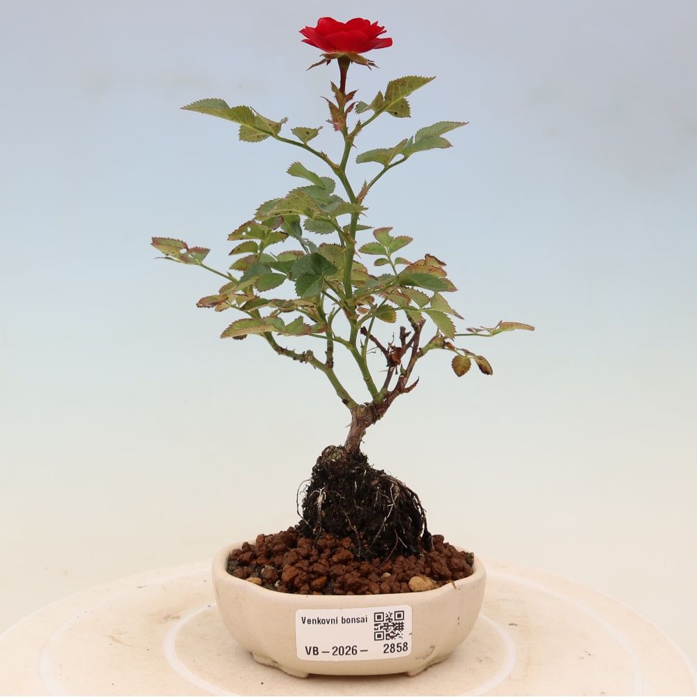 Venkovní bonsai - Rosa Kordes -  růže