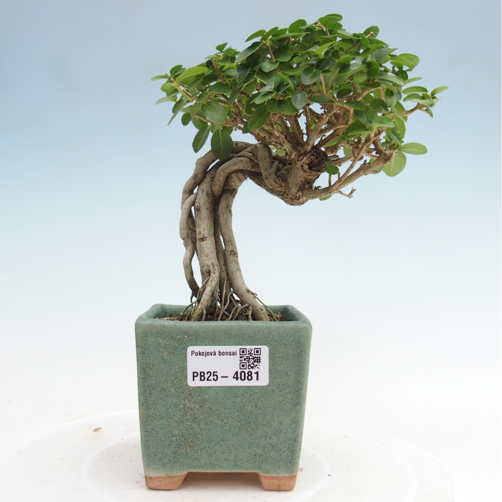 Pokojová bonsai - Premna serratifolia  - Kozlovoň malolistá