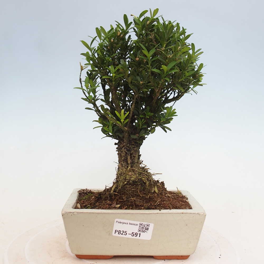Pokojová bonsai - Buxus harlandii - korkový buxus