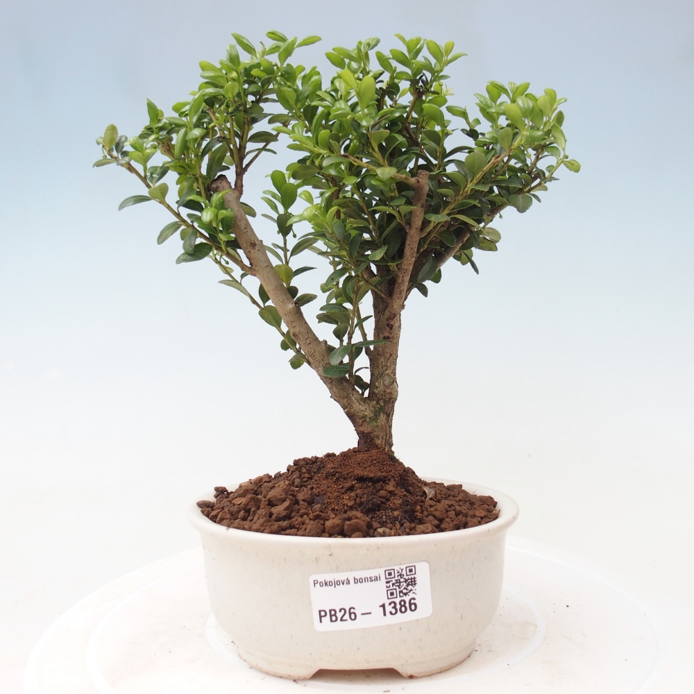Pokojová bonsai - Ilex crenata - Cesmína