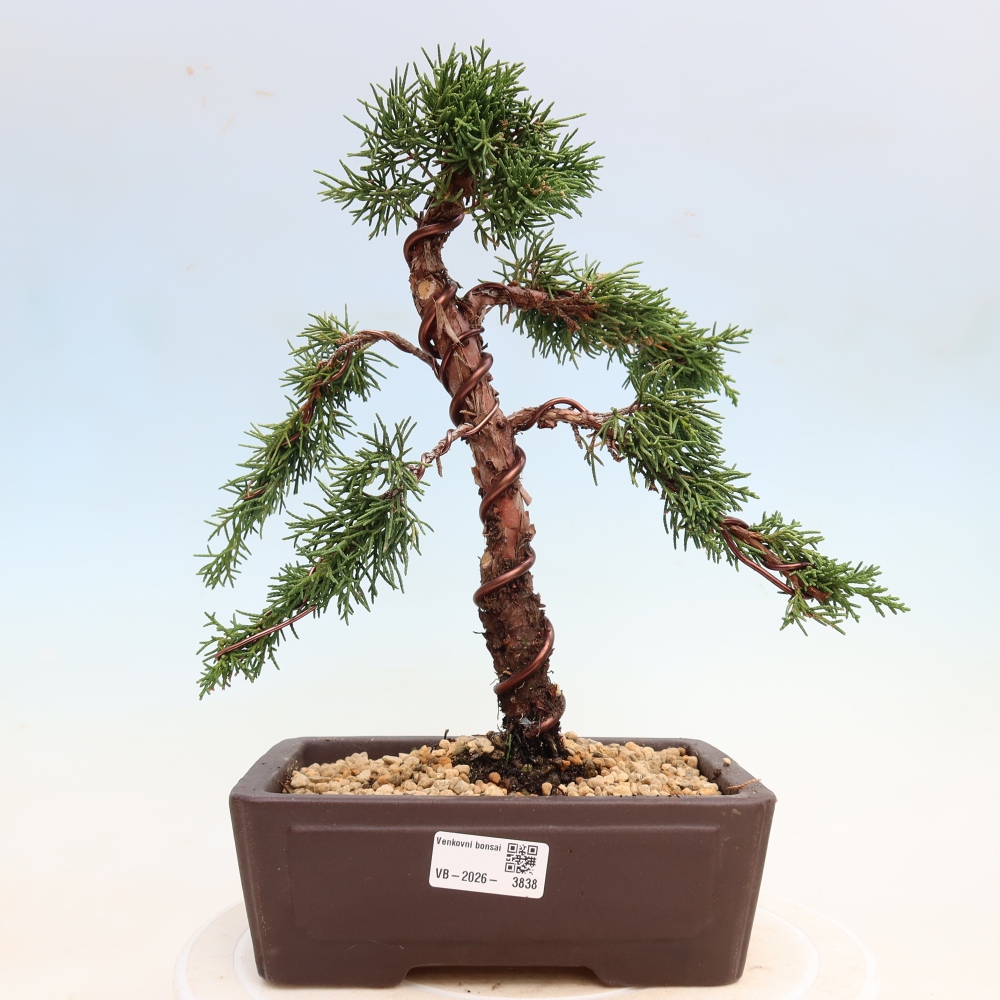 Venkovní bonsai - Juniperus chinensis Kishu -Jalovec čínský