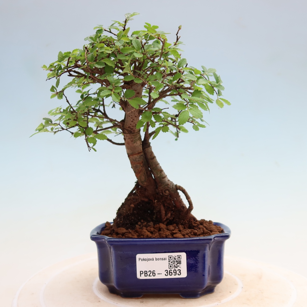 Pokojová bonsai - Ulmus parvifolia - Malolistý jilm