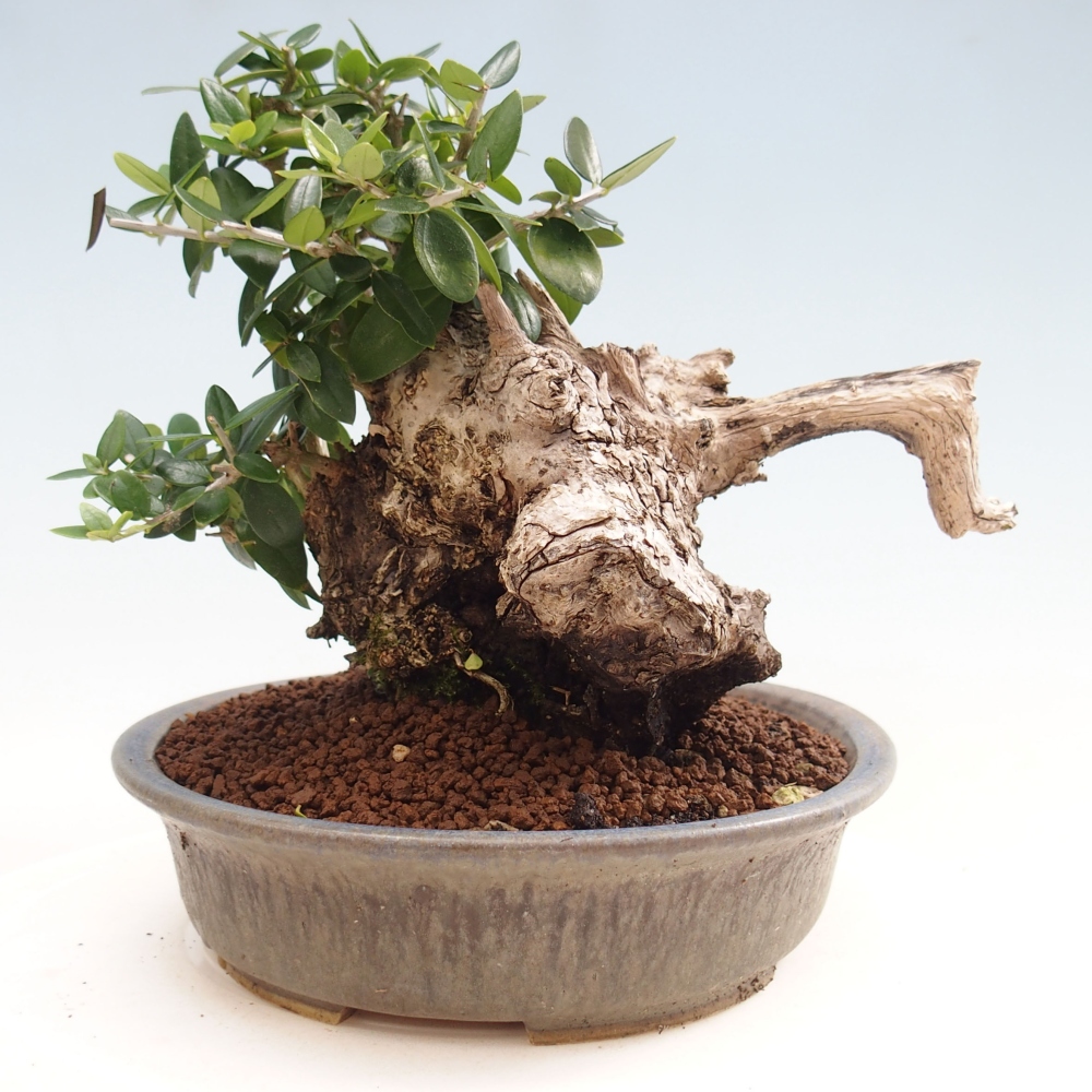 Pokojová bonsai - Olea europaea sylvestris -Oliva evropská drobnolistá