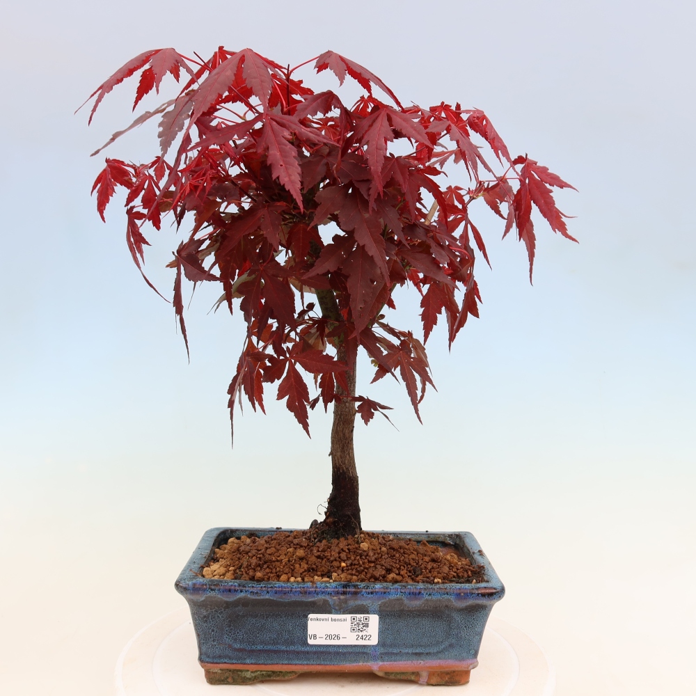 Venkovní bonsai - Acer palm. Atropurpureum-Javor dlanitolistý