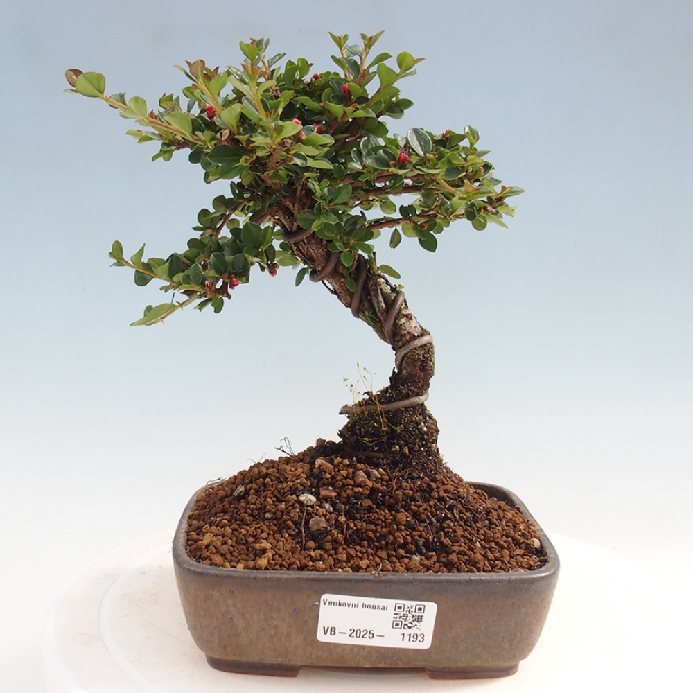 Venkovní bonsai - Cotoneaster horizontalis - Skalník