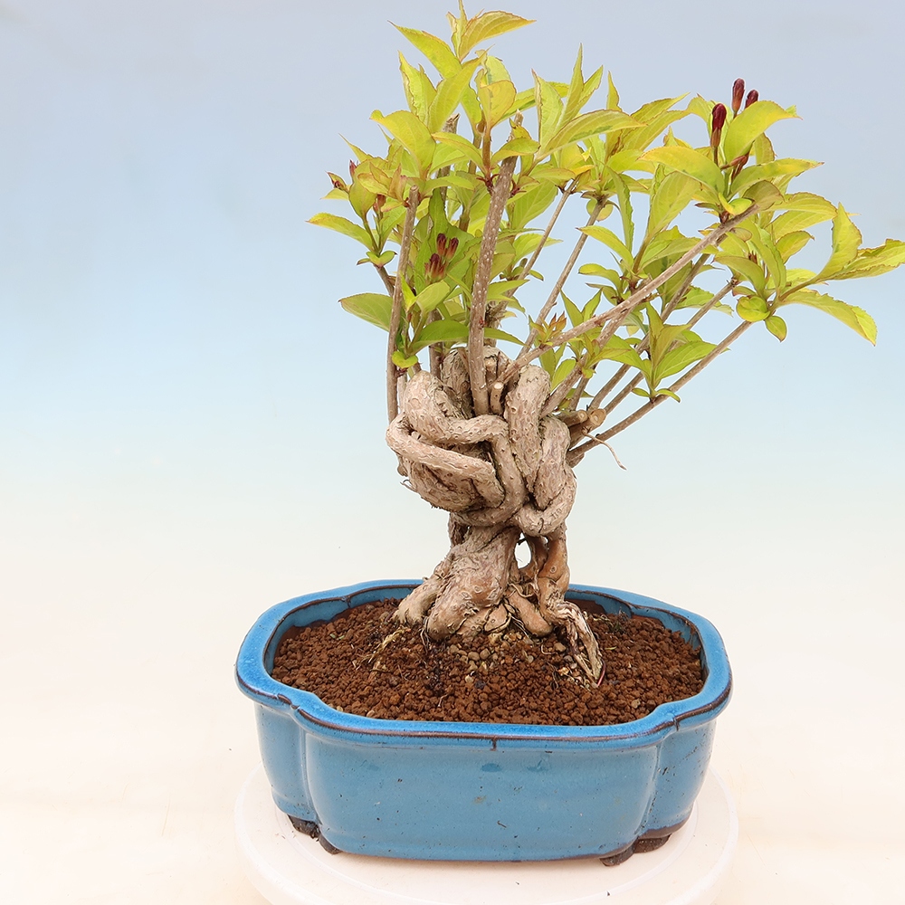 Venkovní bonsai - Weigela subsessilis - Vajgélie korejská