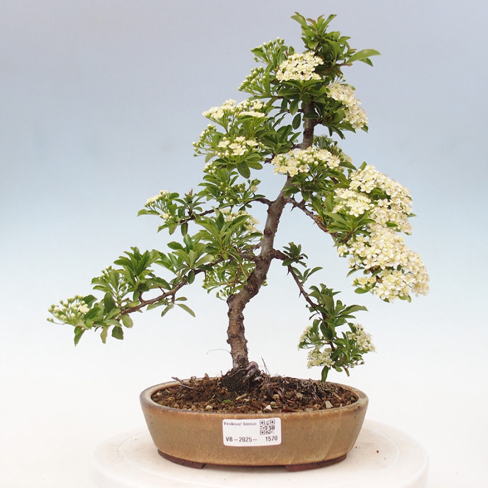 Venkovní bonsai-Pyracanta Teton -Hlohyně