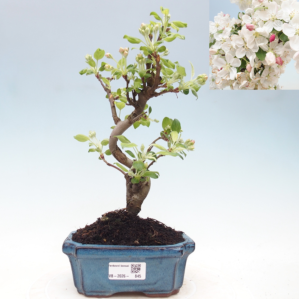 Venkovní bonsai -Malus halliana - Maloplodá jabloň