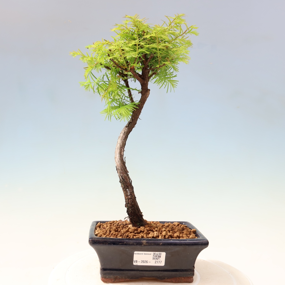 Venkovní bonsai - Metasequoia glyptostroboides - Metasekvoje čínská