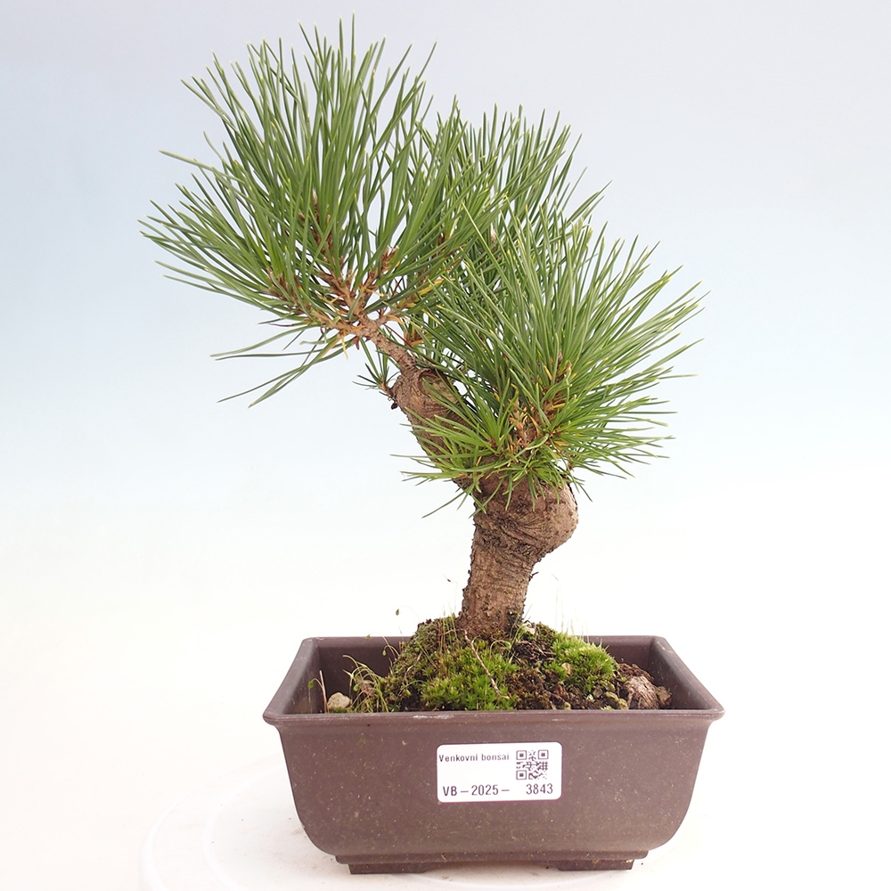Venkovní bonsai - Pinus thunbergii - Borovice thunbergova