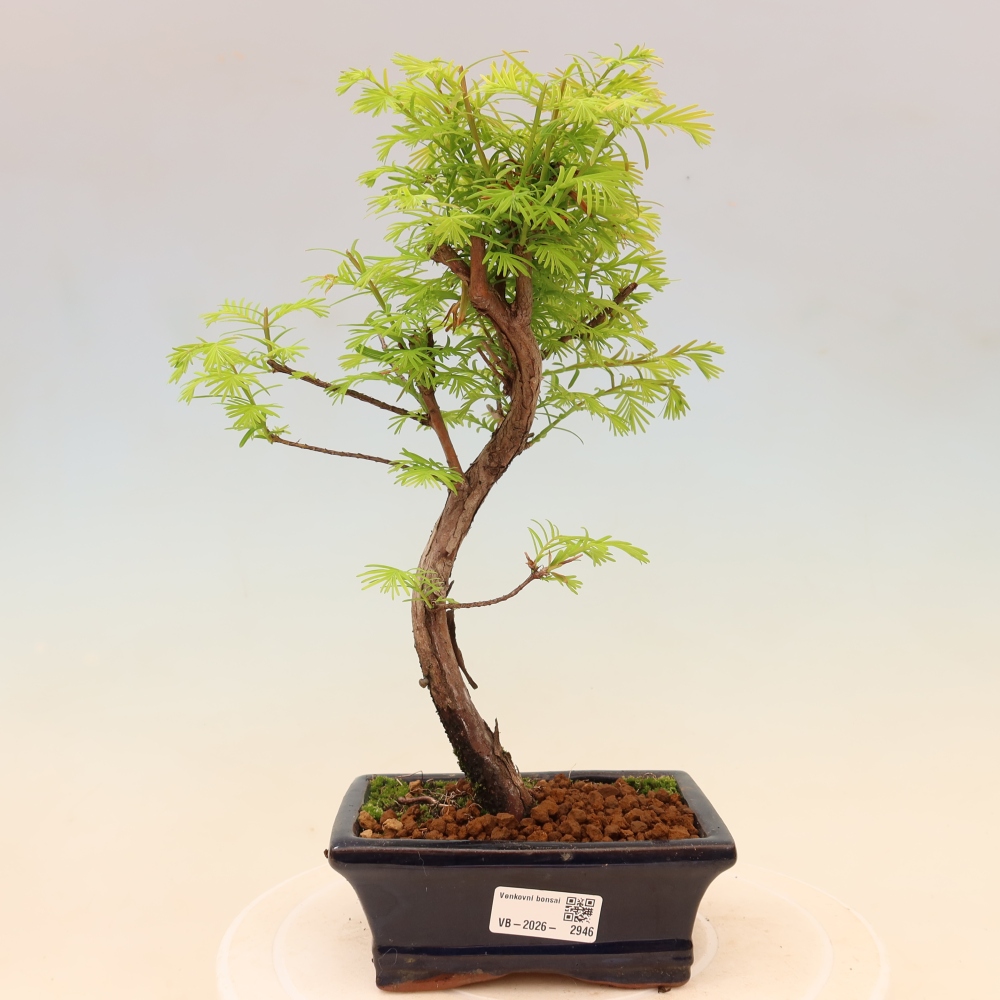 Venkovní bonsai - Metasequoia glyptostroboides - Metasekvoje čínská