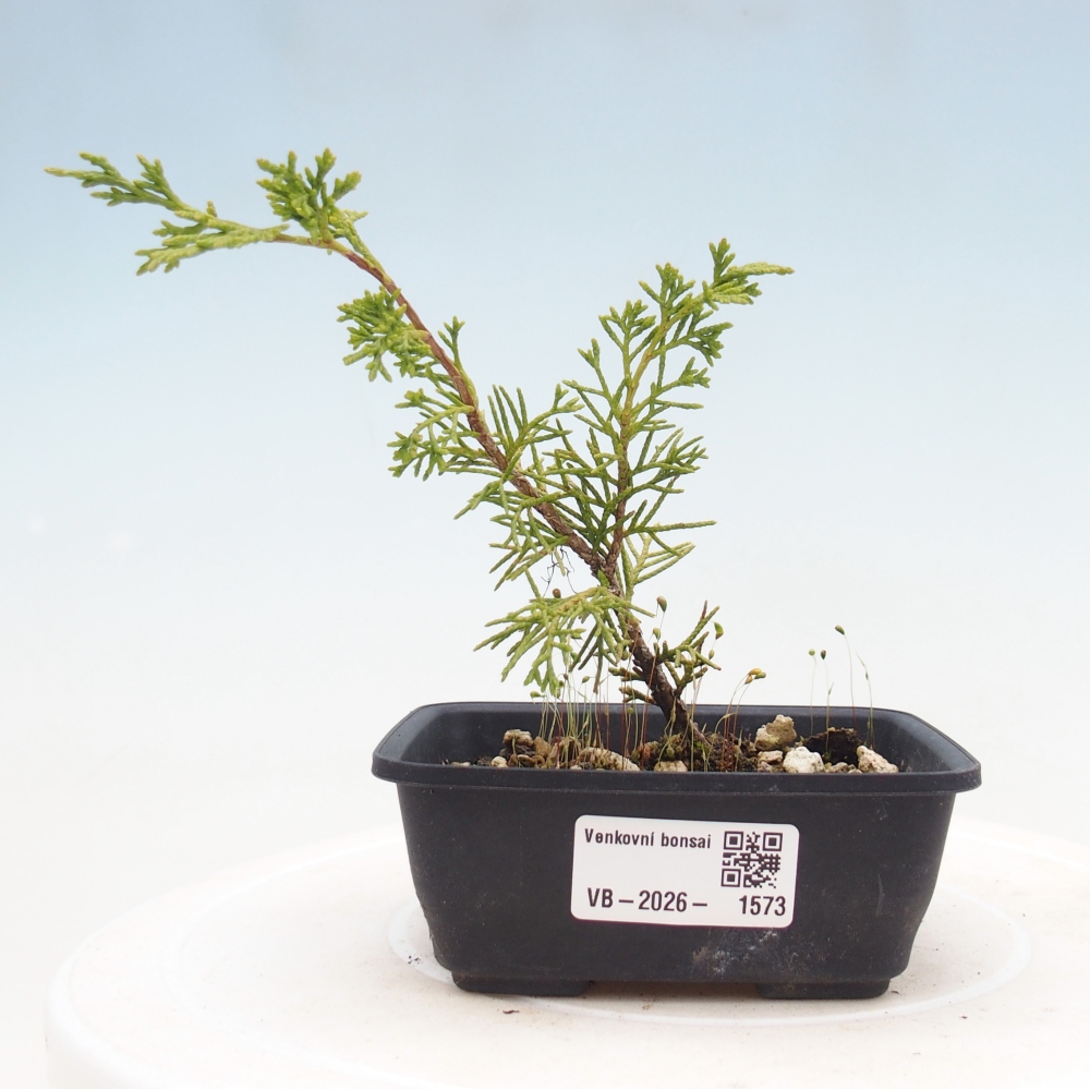 Venkovní bonsai - Juniperus chinensis Itoigawa -Jalovec čínský