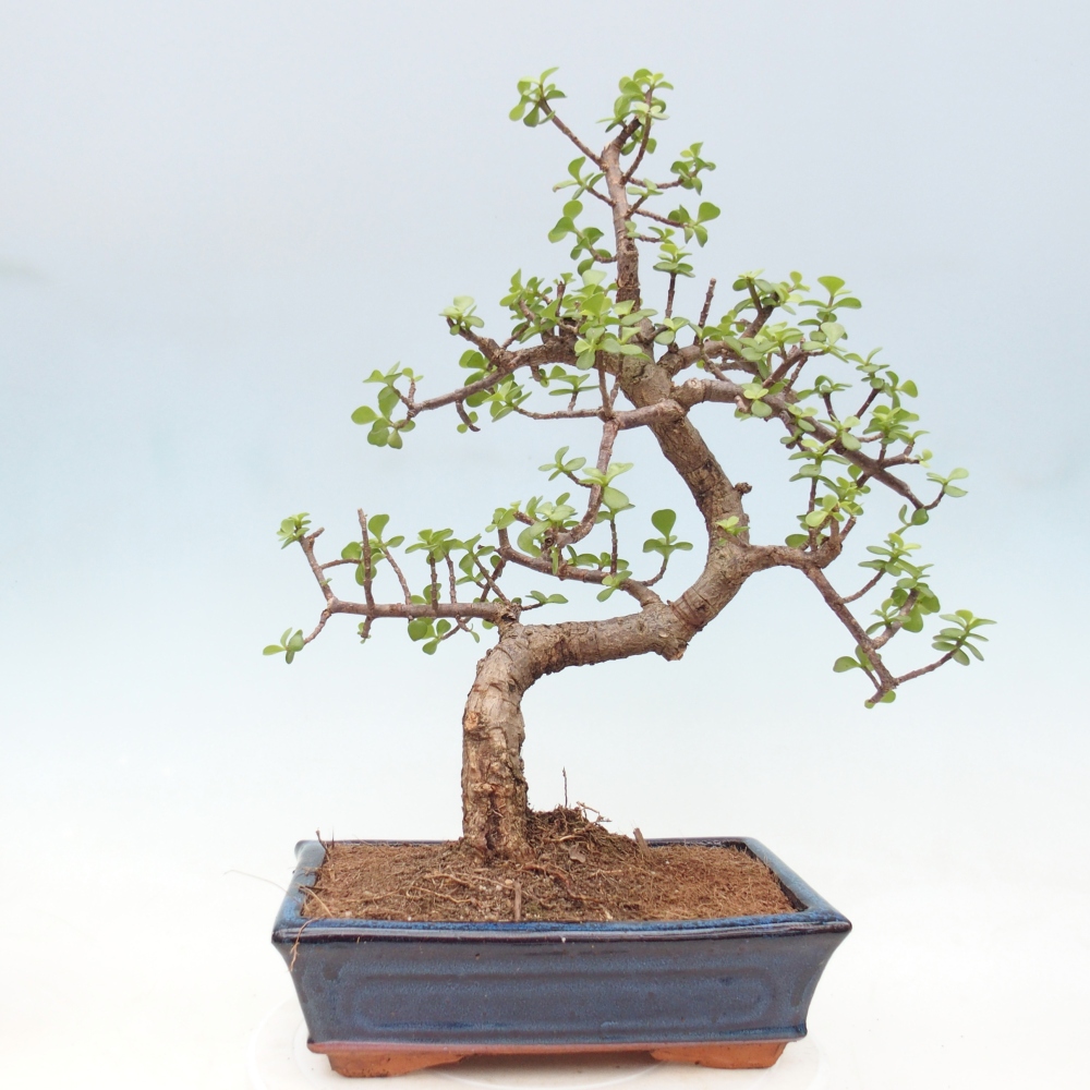 Pokojová bonsai - Portulakaria Afra - Tlustice