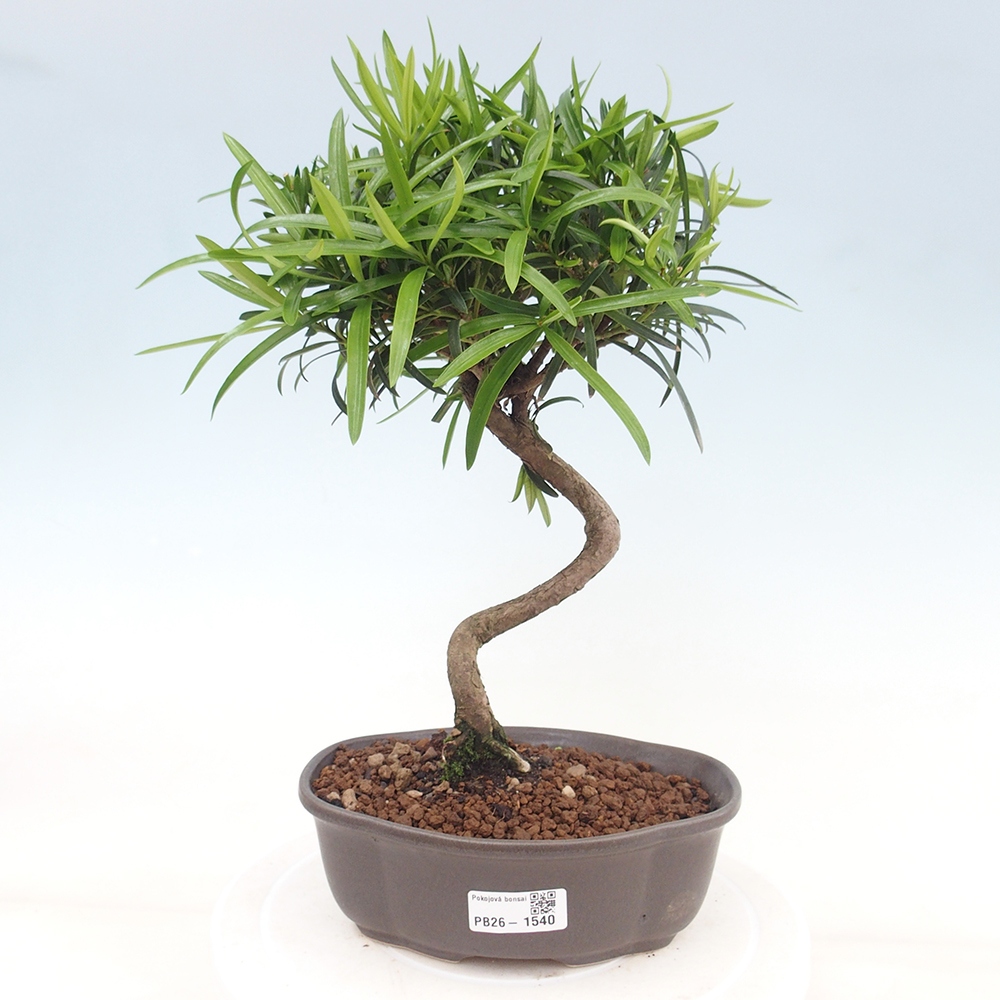 Pokojová bonsai - Podocarpus - Kamenný tis