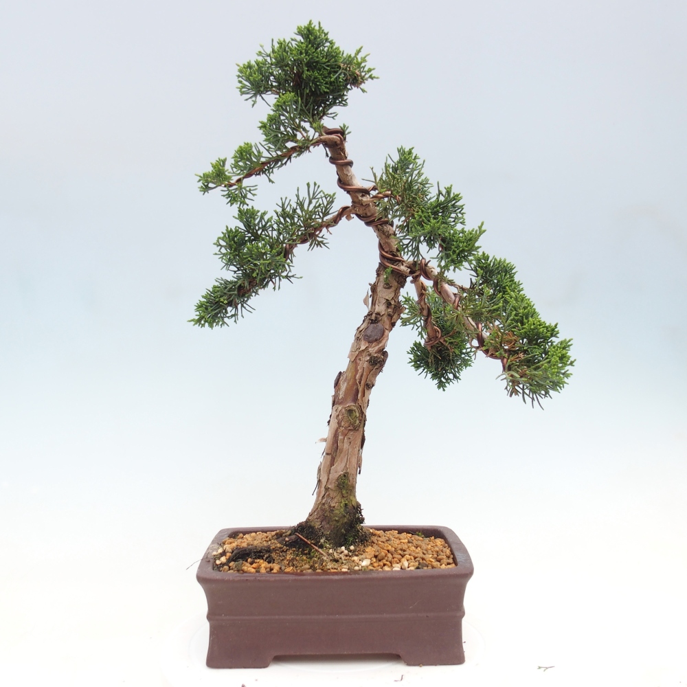 Venkovní bonsai - Juniperus chinensis Kishu -Jalovec čínský