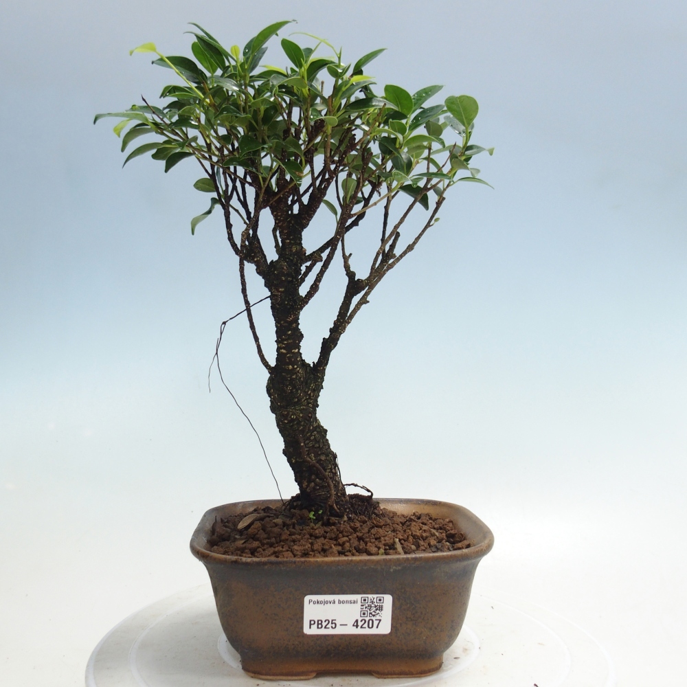 Pokojová bonsai - Ficus retusa -  malolistý fíkus