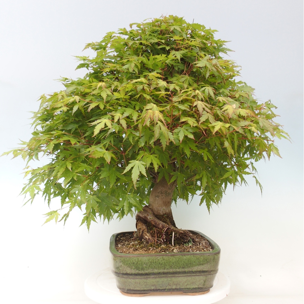 Venkovní bonsai - Javor dlanitolistý - Acer palmatum  - POUZE PALETOVÁ PŘEPRAVA