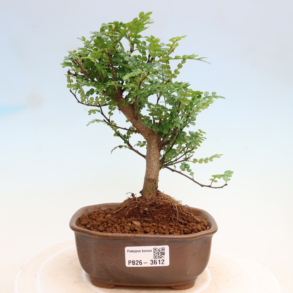 Pokojová bonsai - Zantoxylum piperitum - Pepřovník
