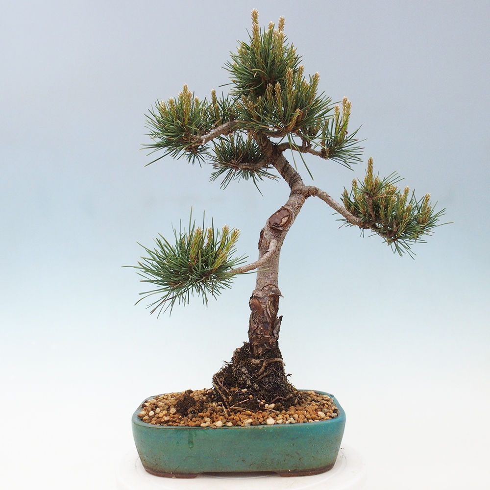 Venkovní bonsai - Pinus Sylvestris Watererri - Borovice lesní