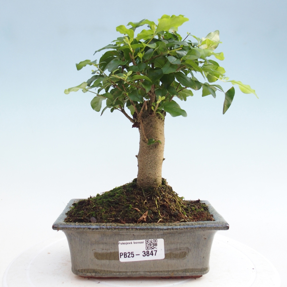 Pokojová bonsai -Ligustrum chinensis - Ptačí zob