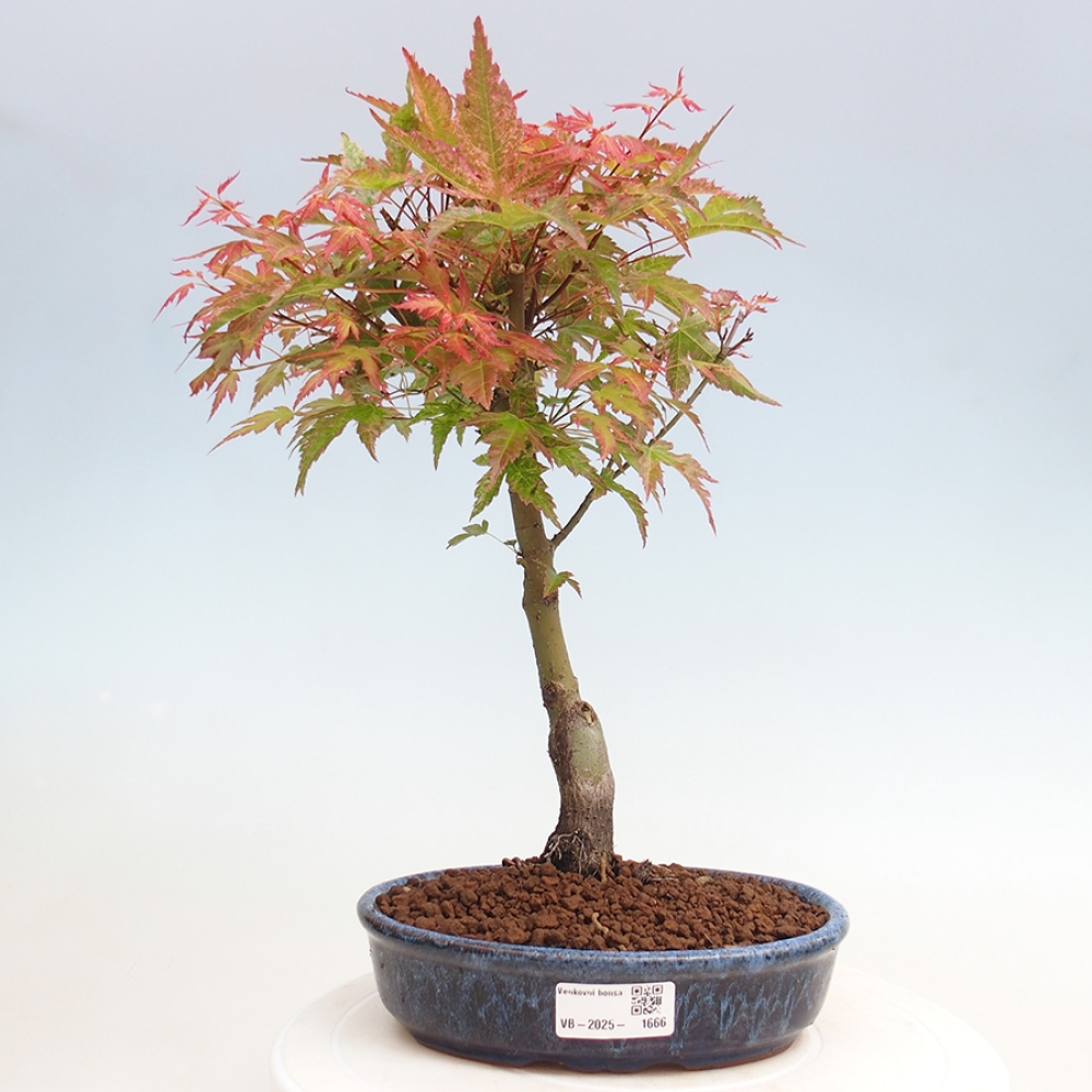 Javor dlanitolistý - Acer palmatum Beni Tsukasa