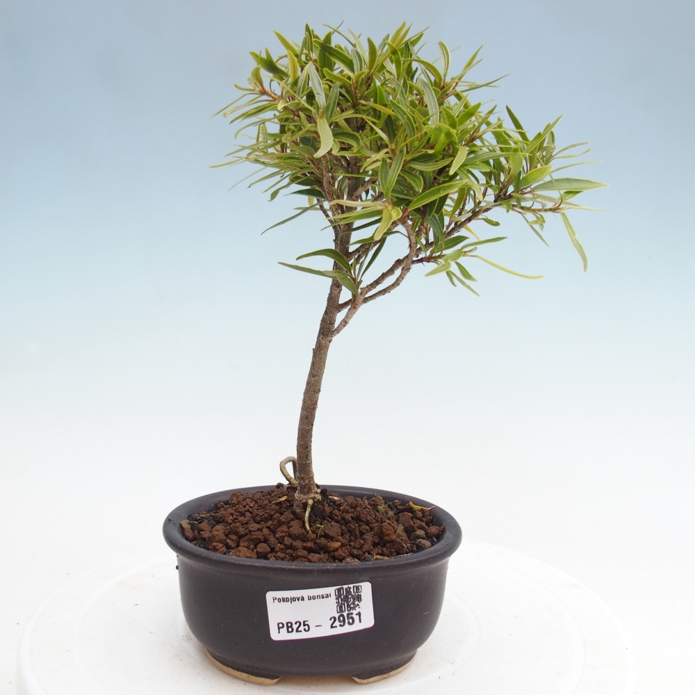 Pokojová bonsai - Ficus nerifolia -  malolistý fíkus