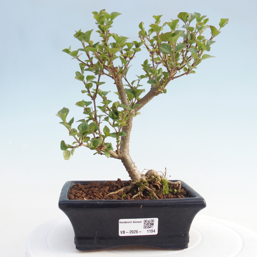 Venkovní bonsai - Syringa Meyeri Palibin - Šeřík Meyerův