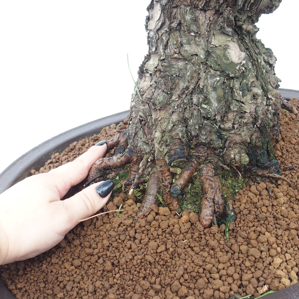 Venkovní bonsai - Pinus thunbergii - Borovice thunbergova